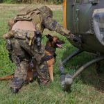 Durch seine sensible Nase ist der Hund in der Lage, Fährten nach Raum und Zeit zu erfassen und so einen genauen Fundort anzuzeigen. Das Setzen signalisiert einen Sprengstofffund. (Quelle: Luftwaffe/Johannes Heyn)