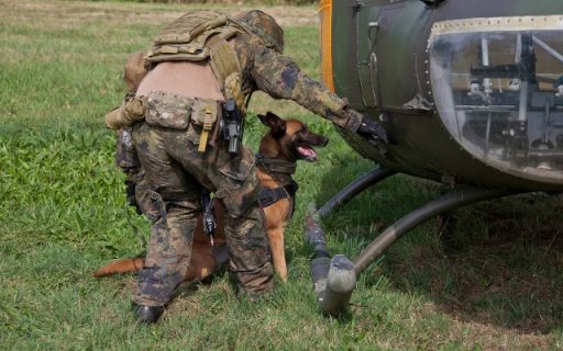 Durch seine sensible Nase ist der Hund in der Lage, Fährten nach Raum und Zeit zu erfassen und so einen genauen Fundort anzuzeigen. Das Setzen signalisiert einen Sprengstofffund. (Quelle: Luftwaffe/Johannes Heyn)